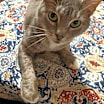 Thumbnail photo of Mittens #2