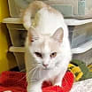Thumbnail photo of Prince #3