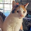Thumbnail photo of CoCo #1