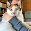 Thumbnail photo of CoCo #2