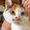 Thumbnail photo of CoCo #3