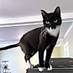 Thumbnail photo of Stormy #2
