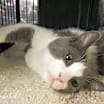 Thumbnail photo of Bart #2