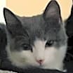Thumbnail photo of Bart #4