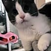 Thumbnail photo of Bart #3