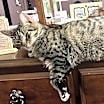 Thumbnail photo of Dinky 😺 #1