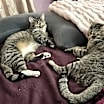 Thumbnail photo of Dinky 😺 #2