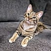 Thumbnail photo of Dinky 😺 #3