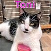 Thumbnail photo of TONI #3