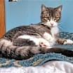Thumbnail photo of Fern #2