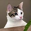 Thumbnail photo of Myna INDOOR ONLY #1
