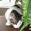 Thumbnail photo of Myna INDOOR ONLY #2