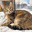 Thumbnail photo of Arwen INDOOR ONLY #1