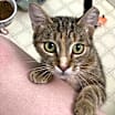 Thumbnail photo of Arwen INDOOR ONLY #2