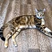 Thumbnail photo of Arwen INDOOR ONLY #3