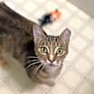 Thumbnail photo of Arwen INDOOR ONLY #4