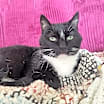 Thumbnail photo of Camellia #1