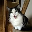 Thumbnail photo of Apollo #2
