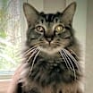 Thumbnail photo of Boomer (Lap Cat) #2