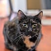 Thumbnail photo of Pepper #1