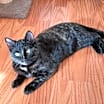 Thumbnail photo of Mocha #3