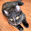Thumbnail photo of Mocha #4