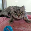 Thumbnail photo of Finny #2