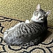 Thumbnail photo of Carson -OHIO #2