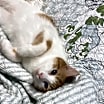 Thumbnail photo of Prince #3