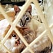 Thumbnail photo of Minka #3