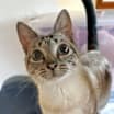 Thumbnail photo of Minka #4