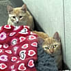 Thumbnail photo of Colby #3