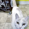 Thumbnail photo of Prince #4