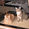 Thumbnail photo of Mr. T  anf Paley.   Bonded siblings. Cp #1