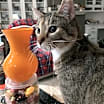 Thumbnail photo of Mr. T  anf Paley.   Bonded siblings. Cp #2