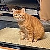Thumbnail photo of Mr. T  anf Paley.   Bonded siblings. Cp #3