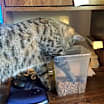 Thumbnail photo of Spice #2