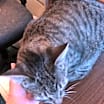 Thumbnail photo of Spice #3