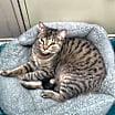 Thumbnail photo of Spice #4
