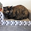 Thumbnail photo of Khabibi & Berti *CL* #1