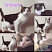 Thumbnail photo of Amberly #3