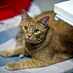 Thumbnail photo of Sugar #1