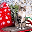 Thumbnail photo of Rue #3