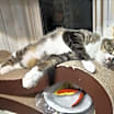 Thumbnail photo of Maui #2
