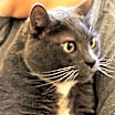 Thumbnail photo of Charlie #1