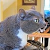 Thumbnail photo of Charlie #2