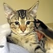 Thumbnail photo of Toulouse #3