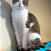 Thumbnail photo of Fossa #3