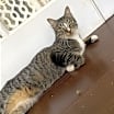 Thumbnail photo of Karma #1