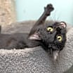 Thumbnail photo of Precious #2